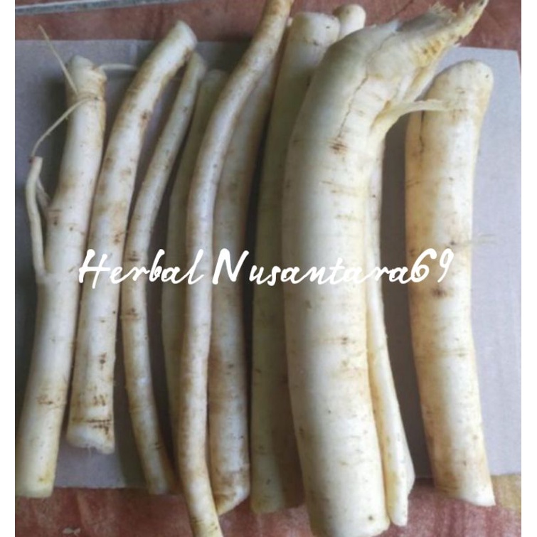 

Akar Pohon Pepaya/Akar Gandul Segar 300gr
