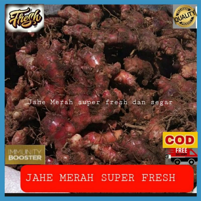 

JAHE MERAH SUPER SEGAR 1 KG FRESH FULL TUA