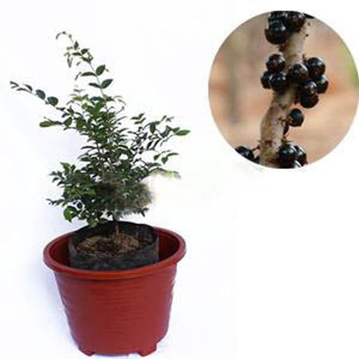 Bibit Buah JABOTICABA/ANGGUR POHON