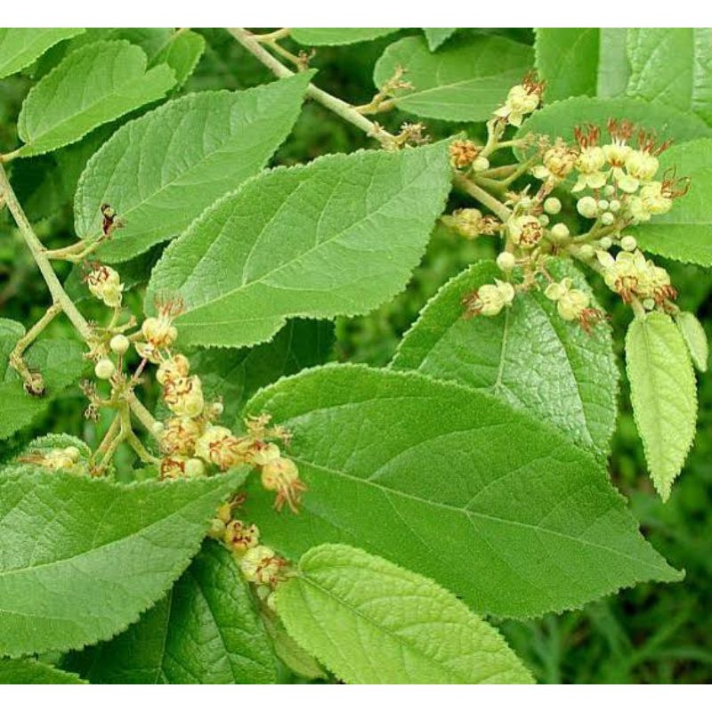 

Daun Jati Segar - Ready bisa Grab