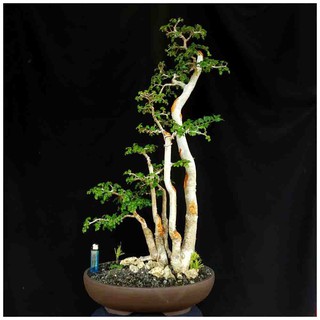 Open Ds Bonsai Tanaman Kerdil Serut Matang Juara Kontes Shopee Indonesia