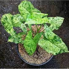 Tanaman Hias Syngonium Mojito/syngonium Jaguar Tanaman indoor