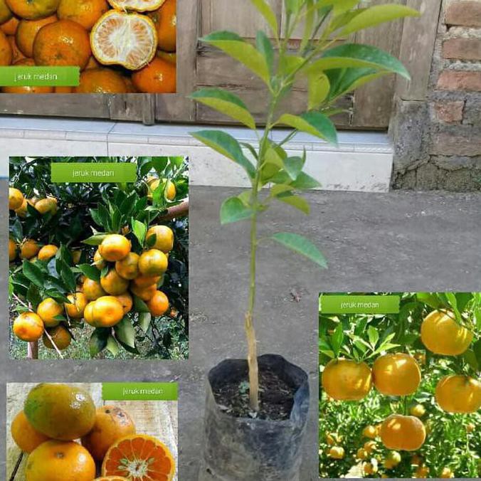 FLASHSALE 4 Bibit Pohon Buah Jeruk Medan Manis Hasil Okulasi Jeruk Manis Medan