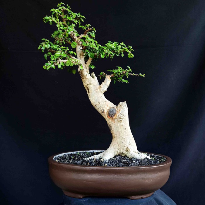 Jual Bonsai Tanaman Hias Pohon Serut Slanting Small Unik Prospek Kontes