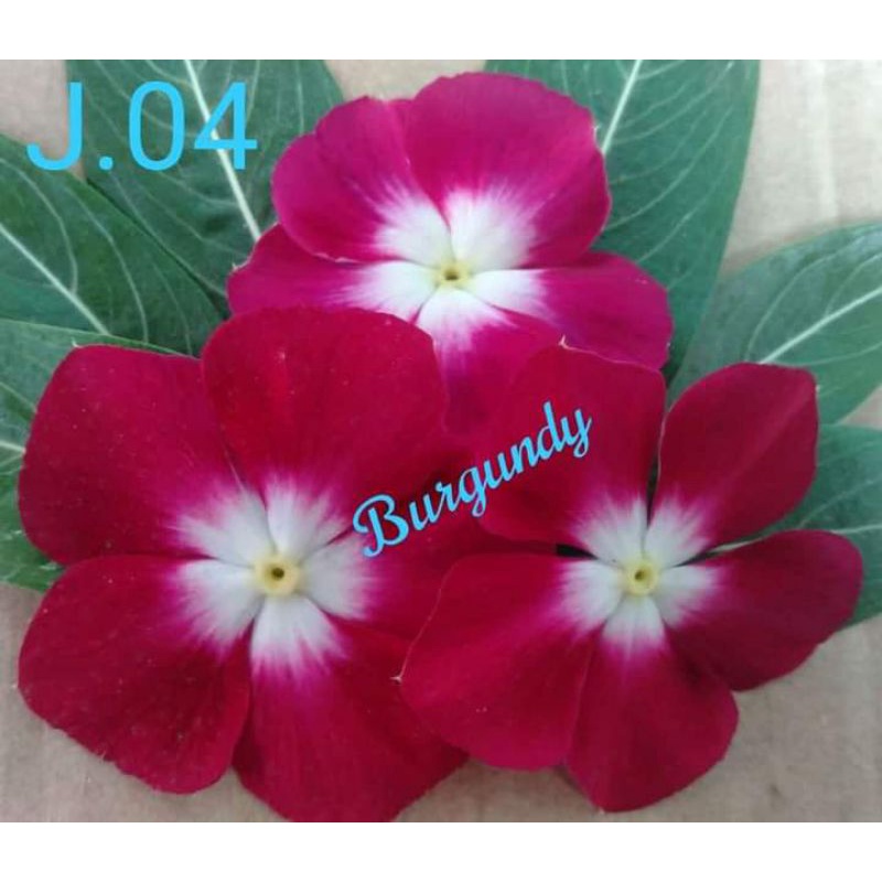 

Biji vinca Burgundy hallo