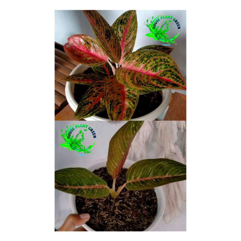 Tanaman Hias Aglonema Red legacy plus Green Legacy Paket Hemat