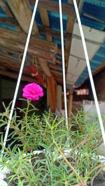 Polibag 30 Cm Isi 12 Pcs