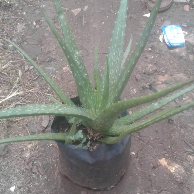 Liadah buaya/Tanaman Gel lidah buaya