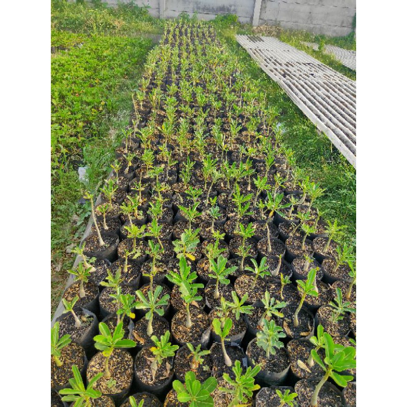 

kamboja