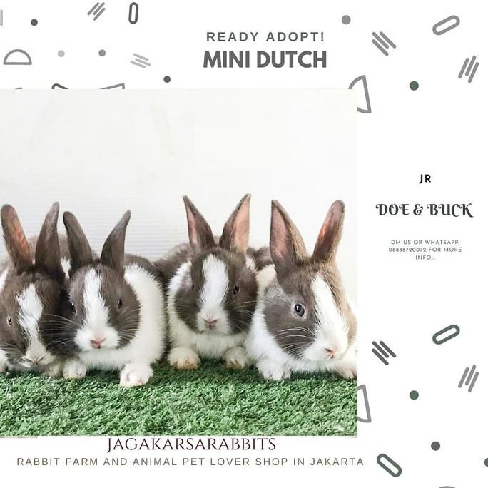 DISKON Kelinci Dutch Mini