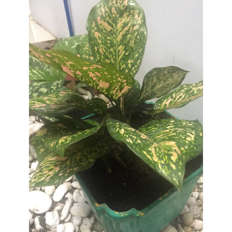 Tanaman Hias Aglonema Pink Dalmation (Dewasa)