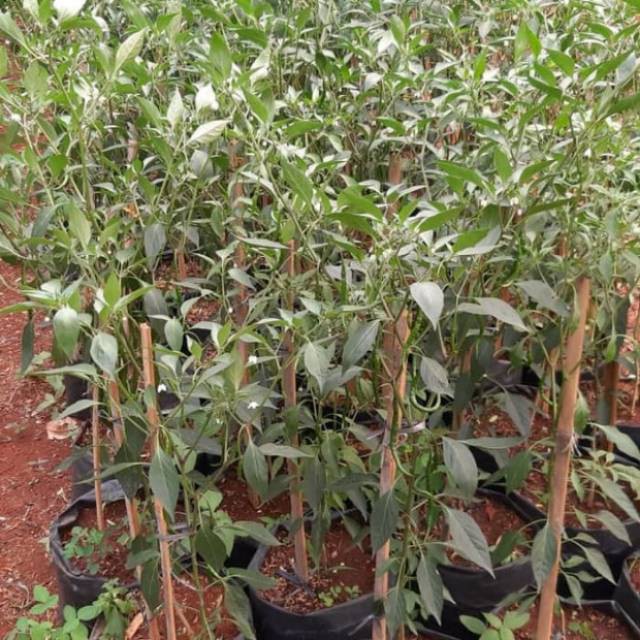 Pohon cabe rawit keriting - tanaman cabe