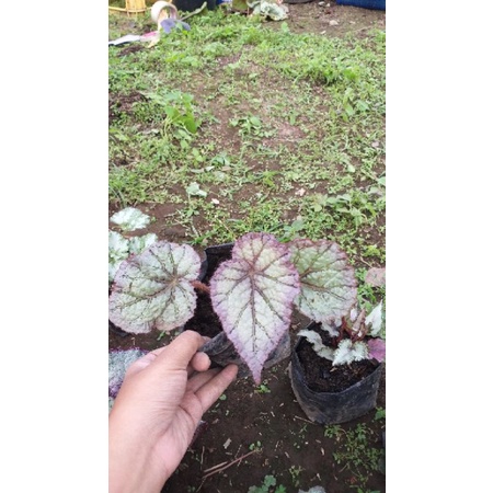 begonia blue ice , begonia silver ice, begonia murah, begonia rimbun, begonia catik, begonia unik, b