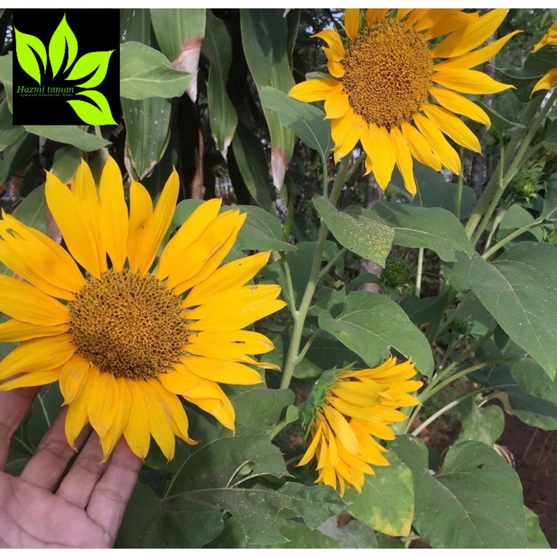 Tanaman hias bunga matahari-tanaman hidup-bunga matahari