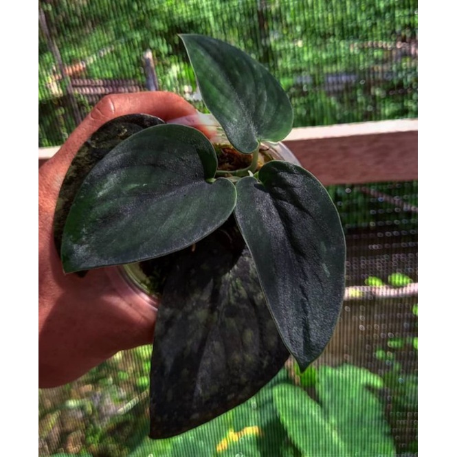 scindapsus Jade satin