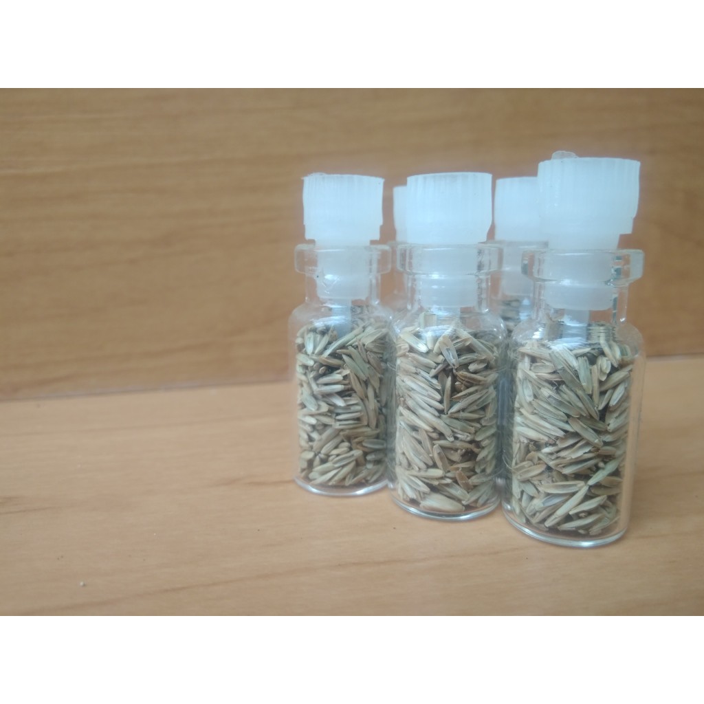 bibit benih tanaman air hair grass seed MINI aquascape aquarium murah