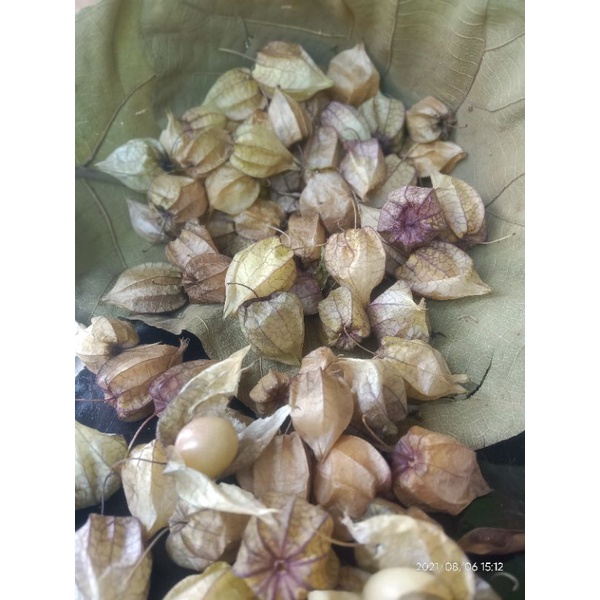

buah ciplukan 100gr