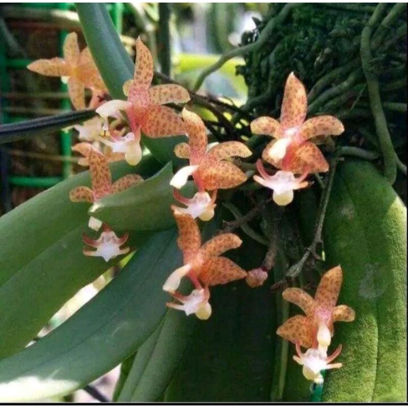 Anggrek grosaurdyaveniculata /Anggrek mini bunga wangi