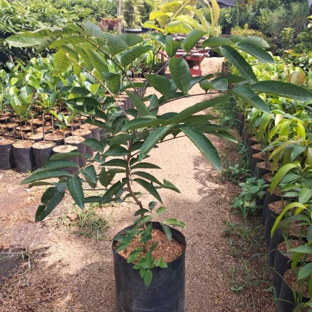 Bibit Tanaman Kelengkeng Aroma Durian