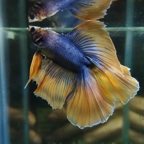 IKAN CUPANG HMDT MASCOT ORANGE STRONG COLOR 100% REALPICT (KODE AH4)