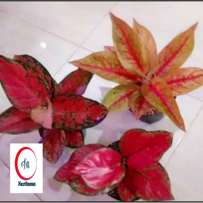 Paket hemat 3 tanaman hias Aglonema Import