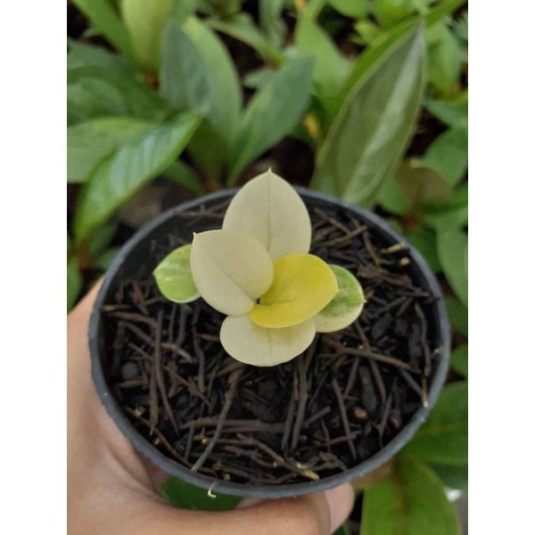 jemani varigata melati varigata putih