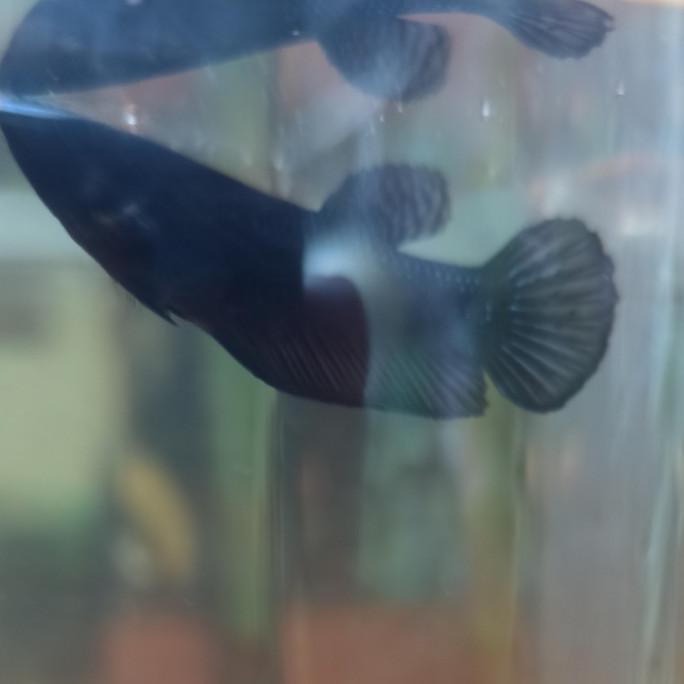 Promo Betta Cupang Baby Giant Super Black Male Jantan
