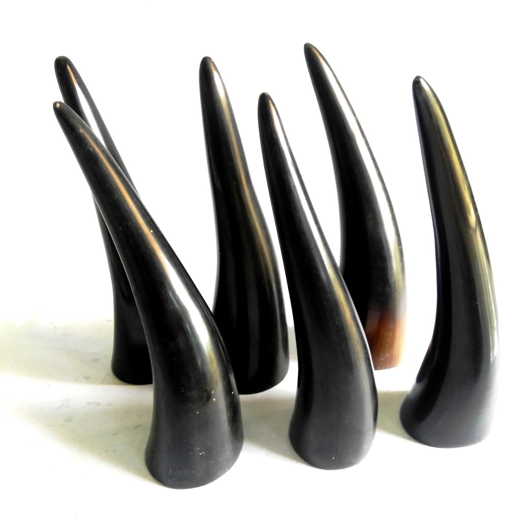 kop bekam tanduk 100pcs