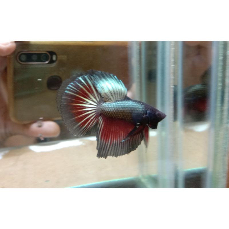 Cupang HM Cooper/real picture 411