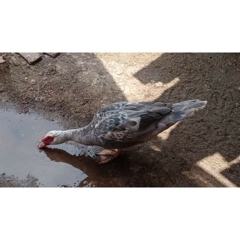 TELUR TETAS MENTOK / ENTOK HIAS WHITE HEAD BARRED