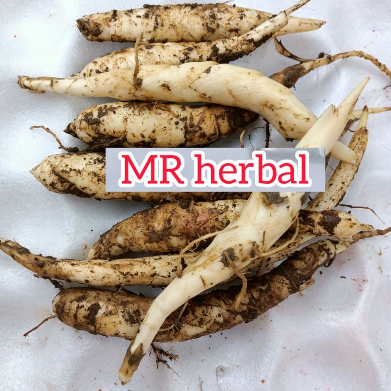 

Umbi sagu segar per 500 gram