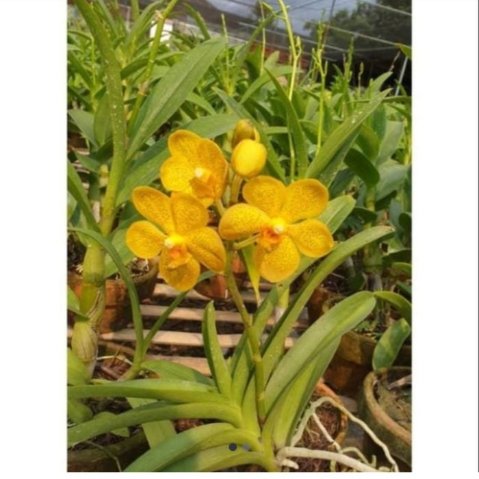 anggrek Vanda kuning dewasa bunga spike/knop