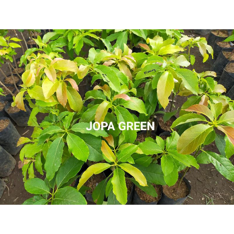 Bibit tanaman buah alpukat mentega aligator