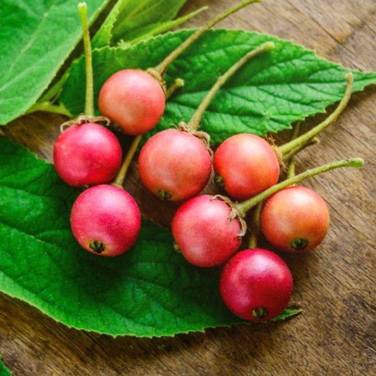 

(imvp -95) Buah TALOK / Buah KERSEN / Jamaica Cherry ₰ 68