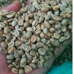 

Kopi mentah Natural anaerob Small beans