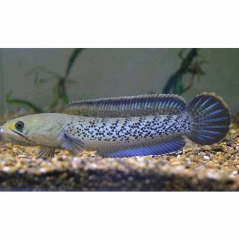 channa stewarti karbialong size 7cm singel tank