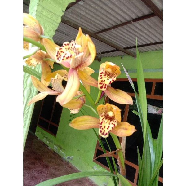 tanaman anggrek cymbidium Chen Ruby