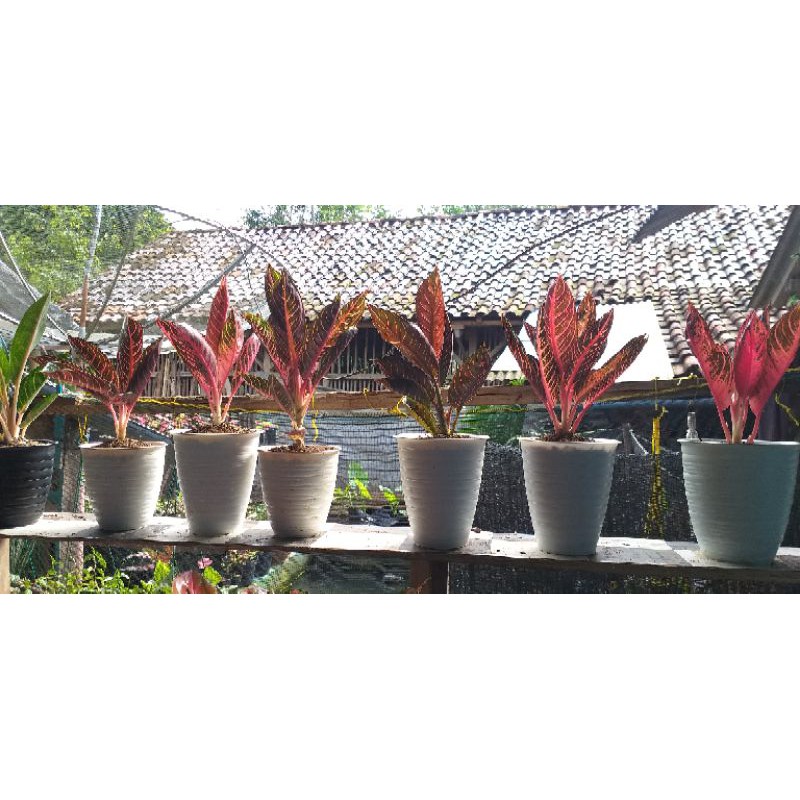 aglonema RED SUMATRA