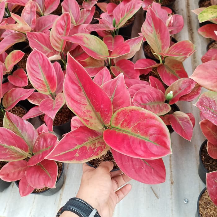 SALE Bonggolan Aglonema Ayunindi Culture Petani Aglonema Petani Aglonema2