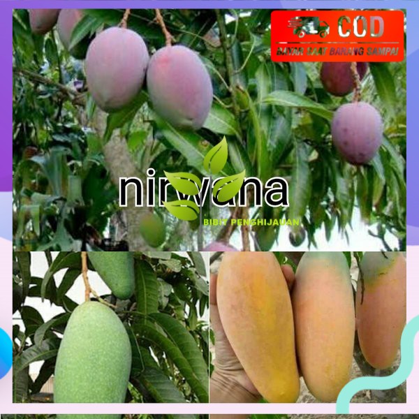 PROMO 3 BIBIT MANGGA IRWIN CHOKANA KIOJAY