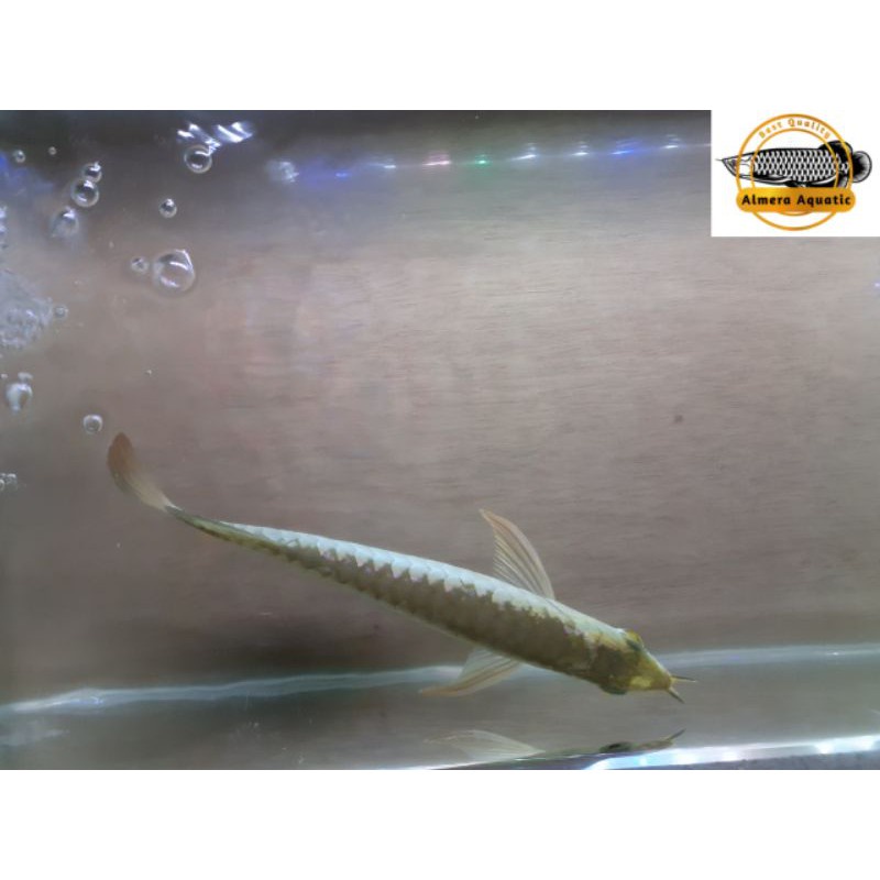 Promo Harga Murah   ikan Arwana Crossback 24K GH Quality premium