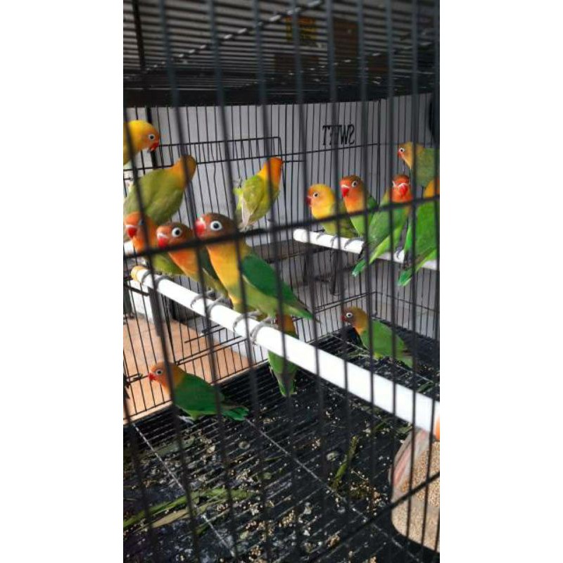 burung lovebird jantan dan betina asil