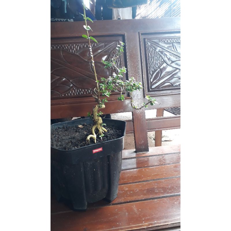 bonsai sancang ori /premna