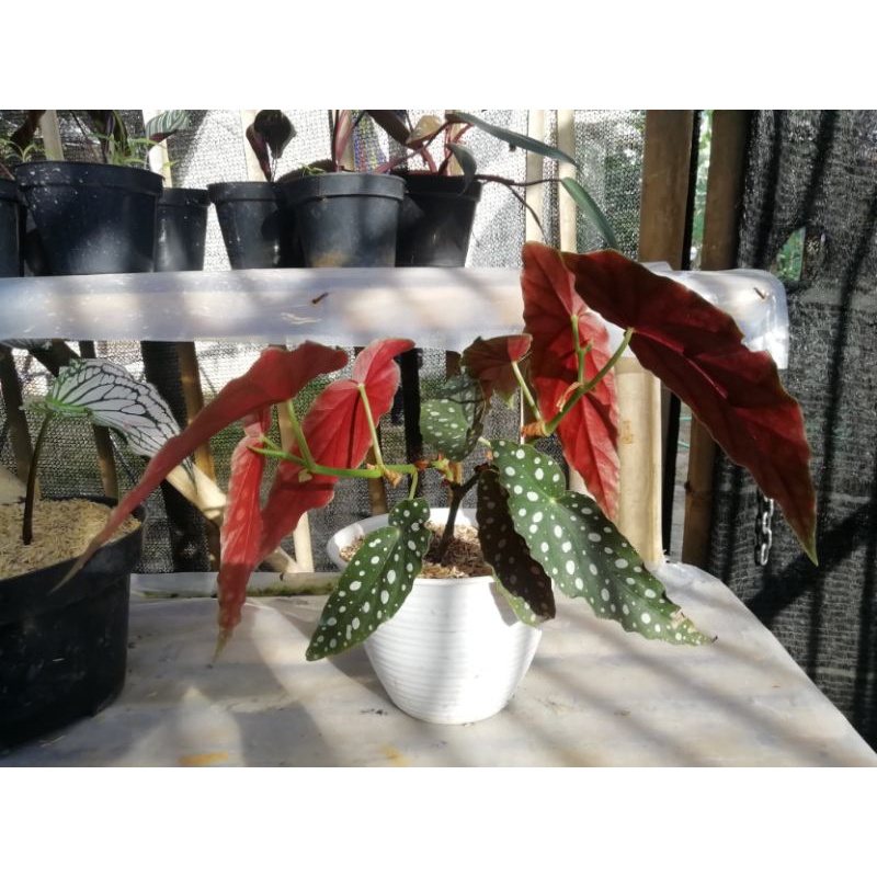 begonia polkadot/begonia