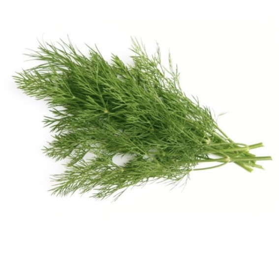 

Daun Dill 250gr Daun Adas Sowa Daun Adas Manis AEESHASTORE