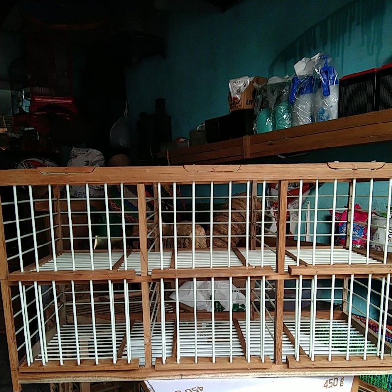 dondang lepas pintu 6 dondang burung dara pos