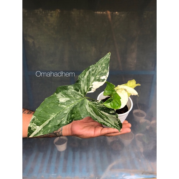 Syngonium Variegata Marble french