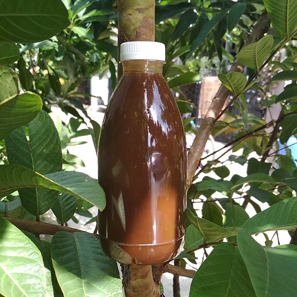 Jus Herbal Baitun Bawang Putih Hitam Tunggal Lanang Jahe Merah Lemon Madu 350ml 350 ml Bkn Herbakol