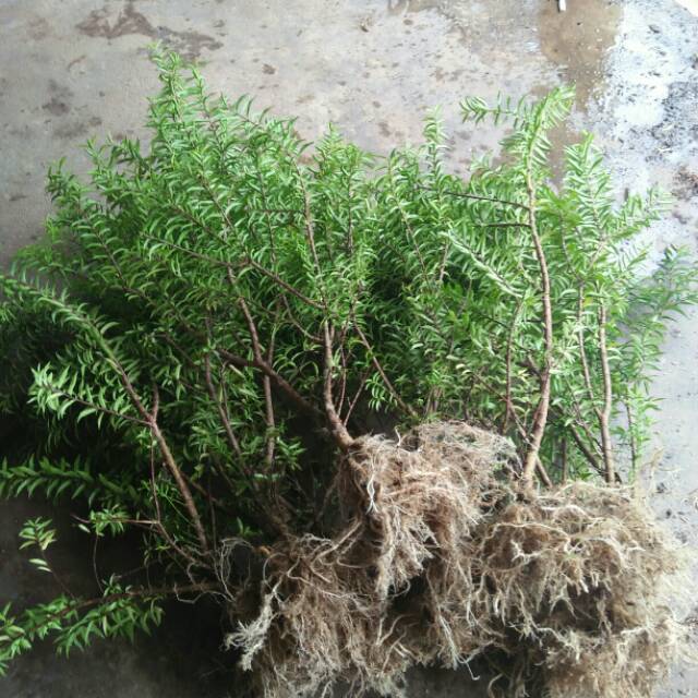 Bahan bonsai anting putri mikro