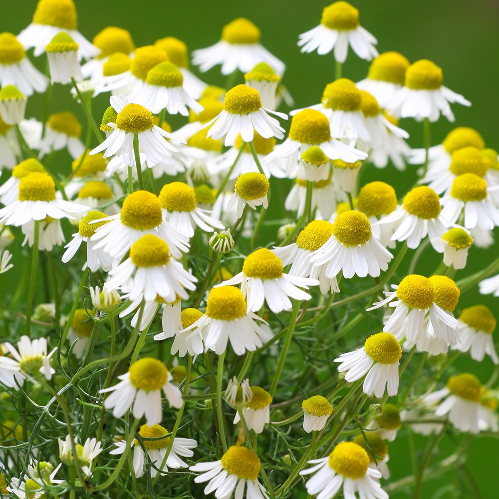 Benih Bibit Biji - Bunga Common Chamomile German Camomile Flower Seeds - IMPORT